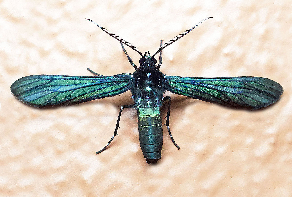 Macrocneme leucostigma Dapa, Valle Del Cauca 2100m Macrocneme leucostigma