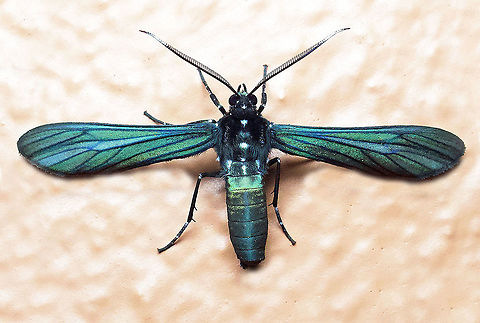 Macrocneme leucostigma