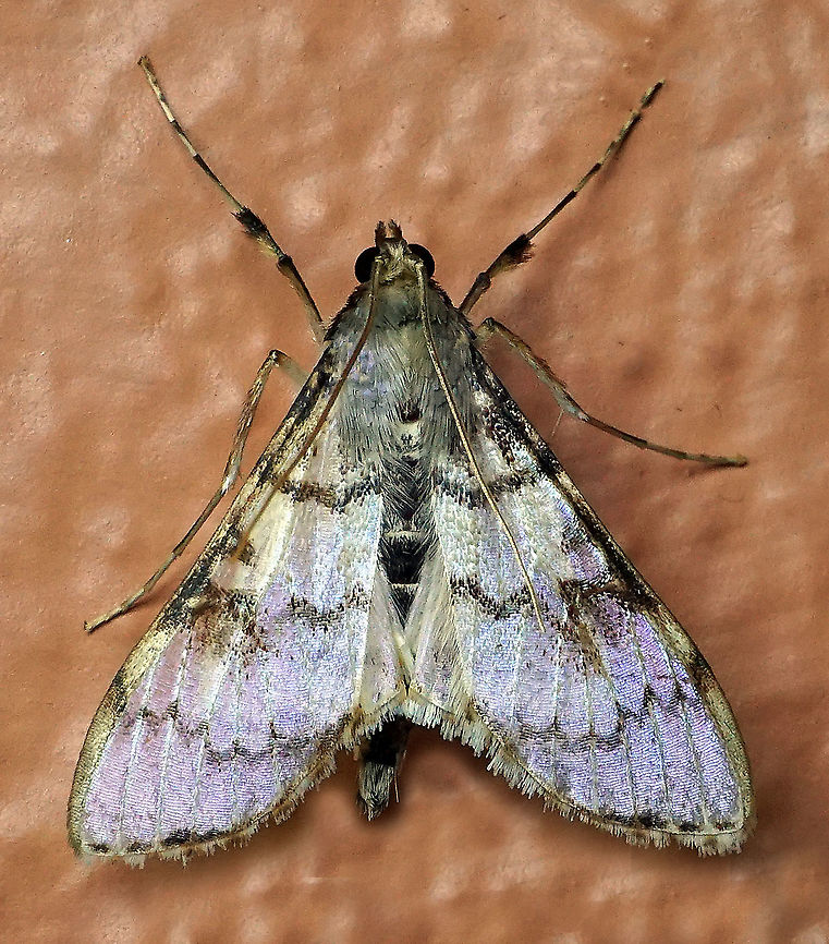 Azochis sp. Dapa, Valle Del Cauca 2100m