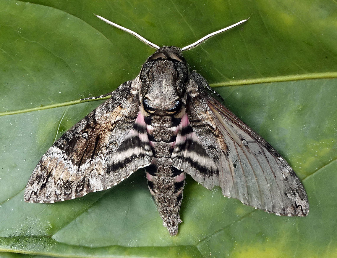 Agrius cingulata Dapa, Valle Del Cauca 2100m Agrius cingulata