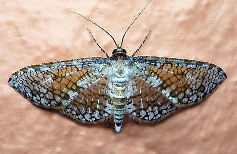 #11 Dapa, Valle Del Cauca 2100m