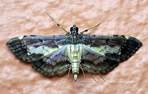 Salbia cassidalis Dapa, Valle Del Cauca 2100m Salbia cassidalis