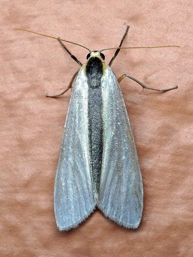Agylla separata Dapa, Valle Del Cauca 2100m Agylla separata