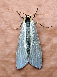 Agylla separata Dapa, Valle Del Cauca 2100m Agylla separata