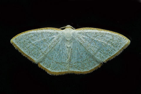 #12 Dapa, Valle Del Cauca 2100m