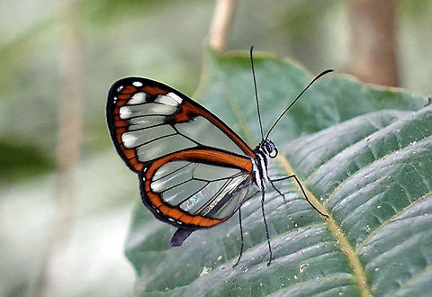 Oleria fumata Dapa, Valle Del Cauca 2100m Oleria fumata