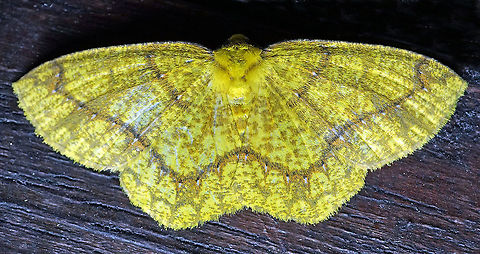 Periclina syctaria Dapa, Valle Del Cauca 2100m Periclina syctaria