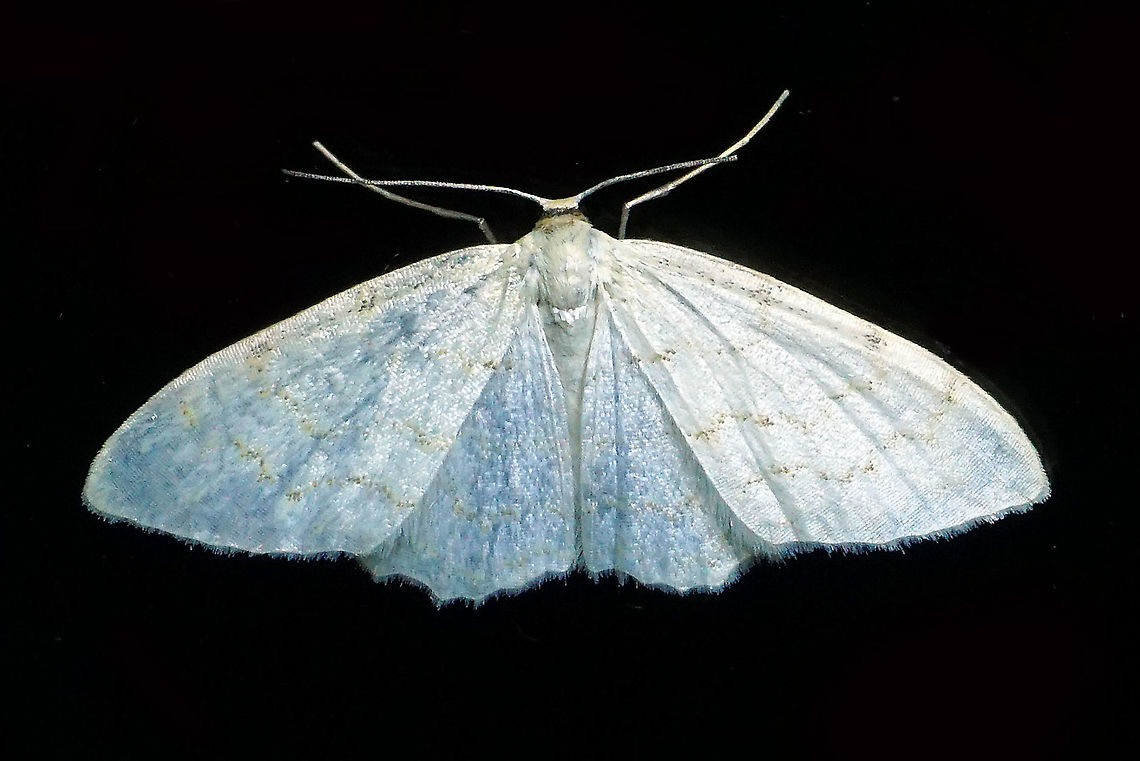 Cabera sp. Dapa, Valle Del Cauca 2100m