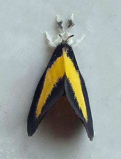 Minonoa elvira Dapa, Valle Del Cauca 2100m Minona elvira,Minonoa Elvira,Minonoa elvira