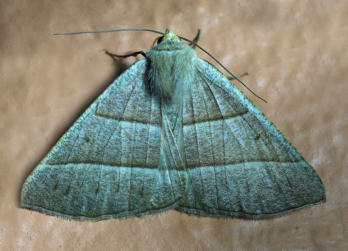 #17 Dapa, Valle Del Cauca 2100m