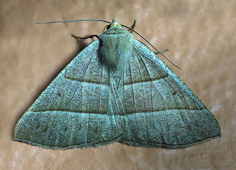 #17 Dapa, Valle Del Cauca 2100m