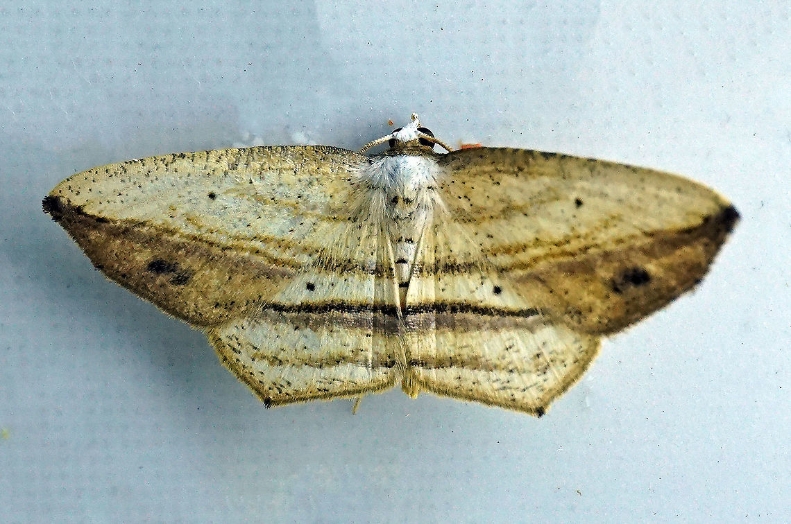 #19 Dapa, Valle Del Cauca 2100m