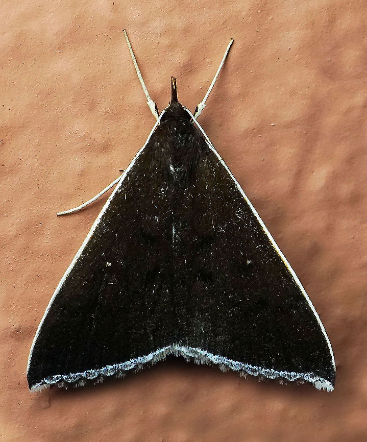 Mastixis albilimbata Dapa, Valle Del Cauca 2100m Mastixis albilimbata