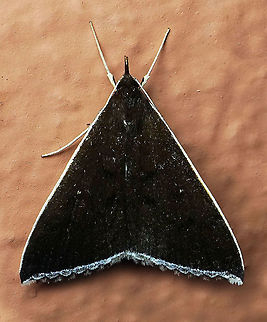 Mastixis albilimbata Dapa, Valle Del Cauca 2100m Mastixis albilimbata