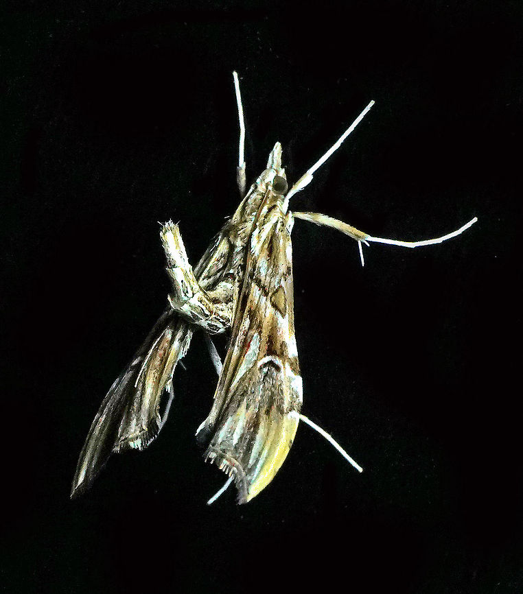 Lineodes sp. Dapa, Valle Del Cauca 2100m