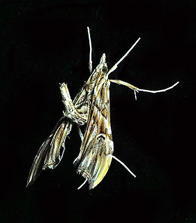 Lineodes sp. Dapa, Valle Del Cauca 2100m