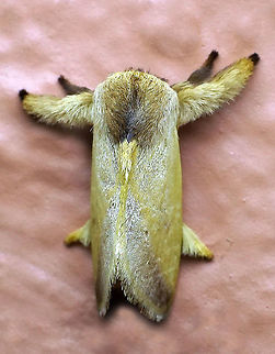 #23 Dapa, Valle Del Cauca 2100m