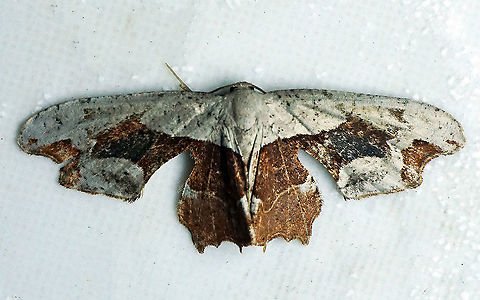 Scoopwing Dapa, Valle Del Cauca 2100m