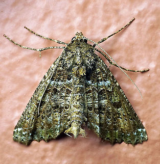 #25 Dapa, Valle Del Cauca 2100m