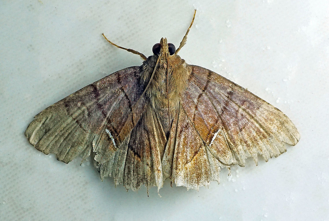 #26 Dapa, Valle Del Cauca 2100m