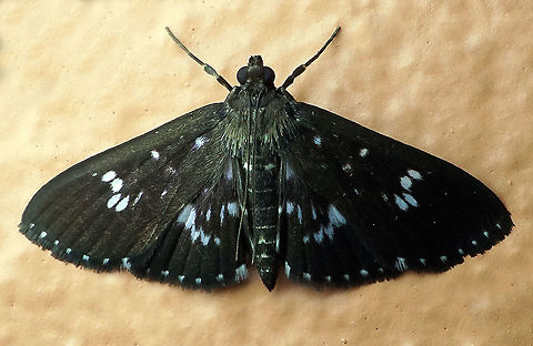 #27 Dapa, Valle Del Cauca 2100m