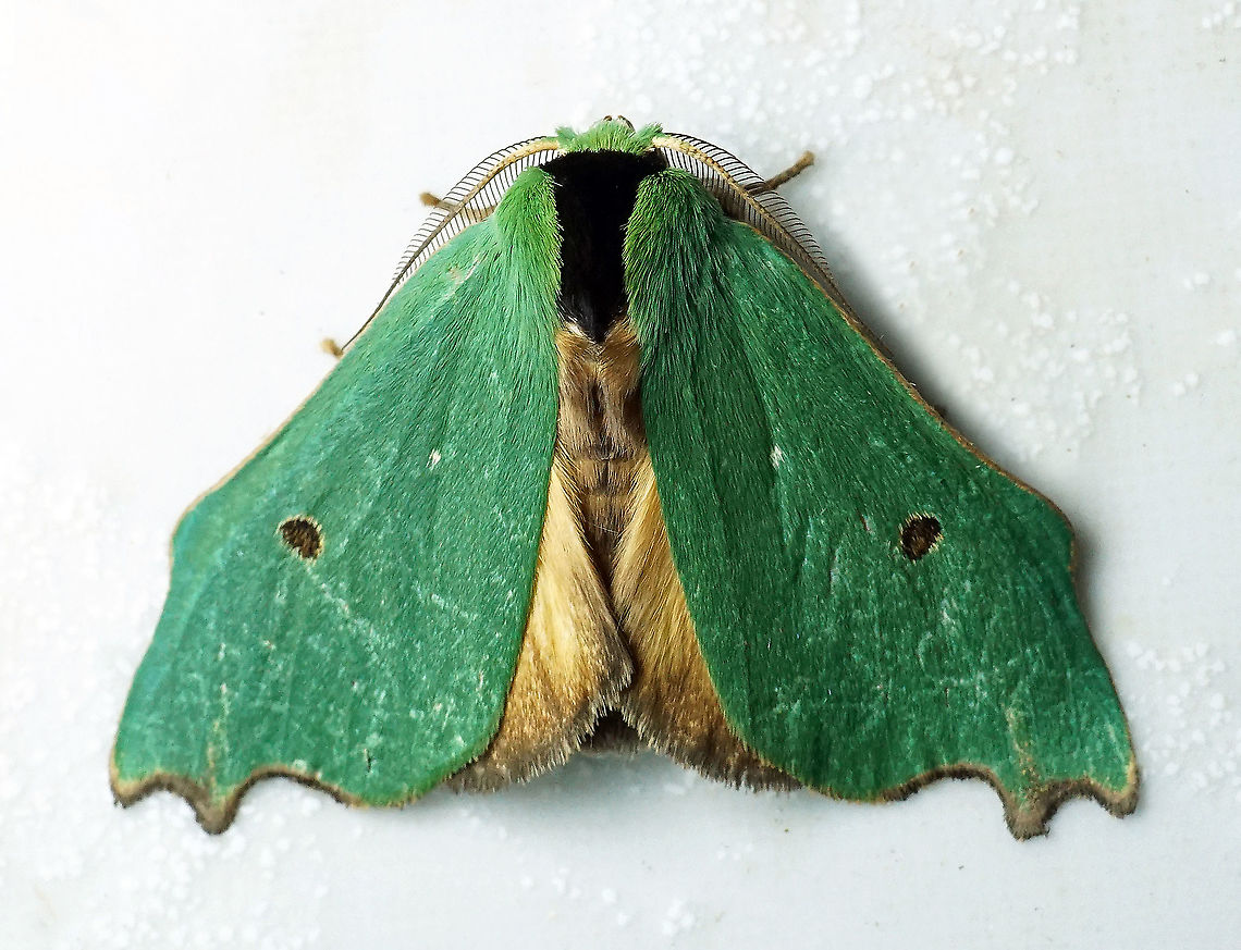 Rosema deolis Dapa, Valle Del Cauca 2100m Rosema deolis