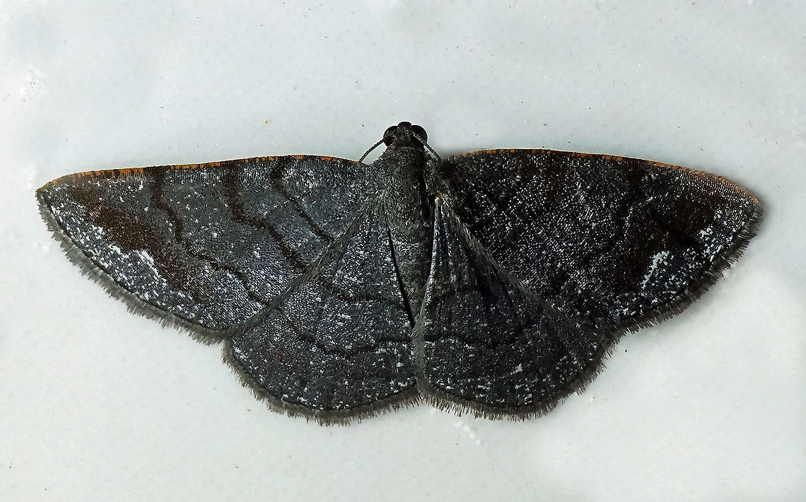 #29 Dapa, Valle Del Cauca 2100m