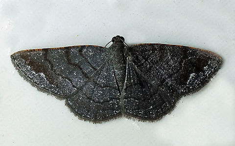 #29 Dapa, Valle Del Cauca 2100m