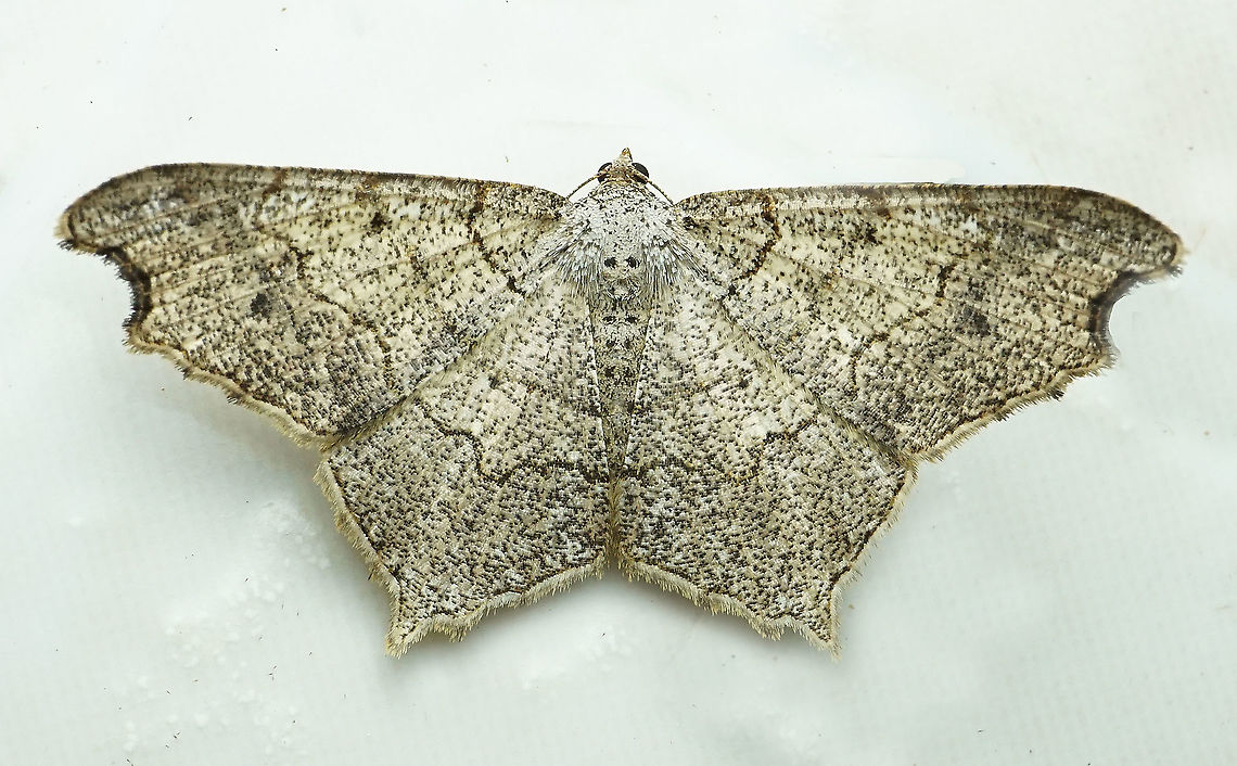 Macaria sp Dapa, Valle Del Cauca 2100m