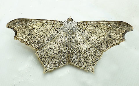 Macaria sp Dapa, Valle Del Cauca 2100m