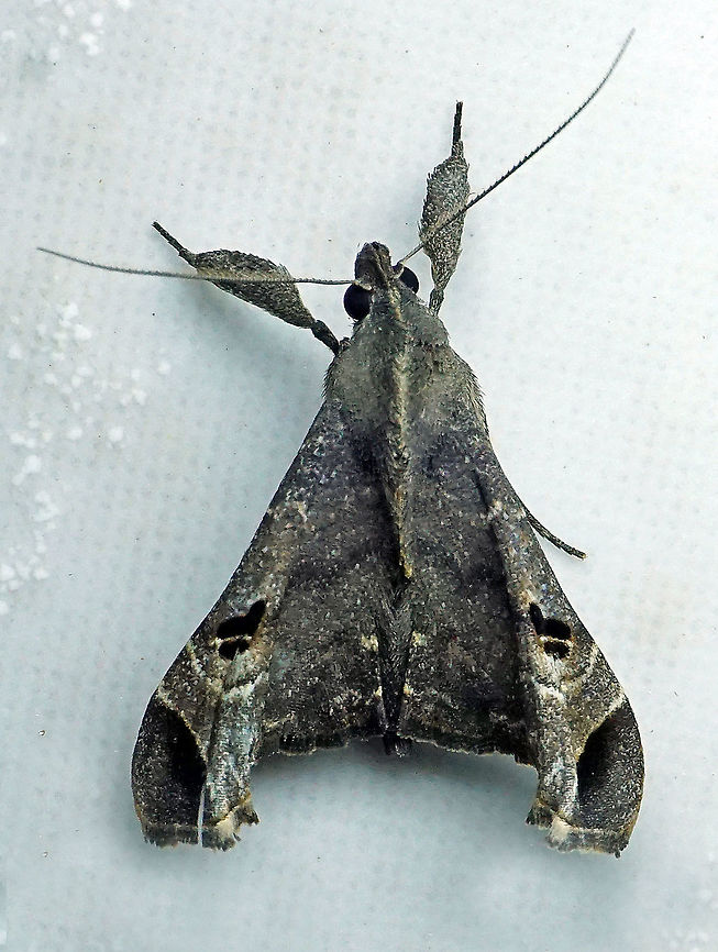 Palthis bizialis Dapa, Valle Del Cauca 2100m Palthis bizialis