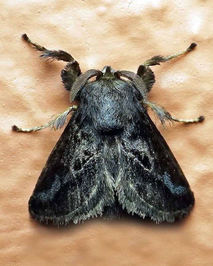 #32 Dapa, Valle Del Cauca 2100m