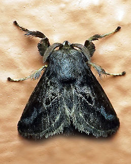 #32 Dapa, Valle Del Cauca 2100m