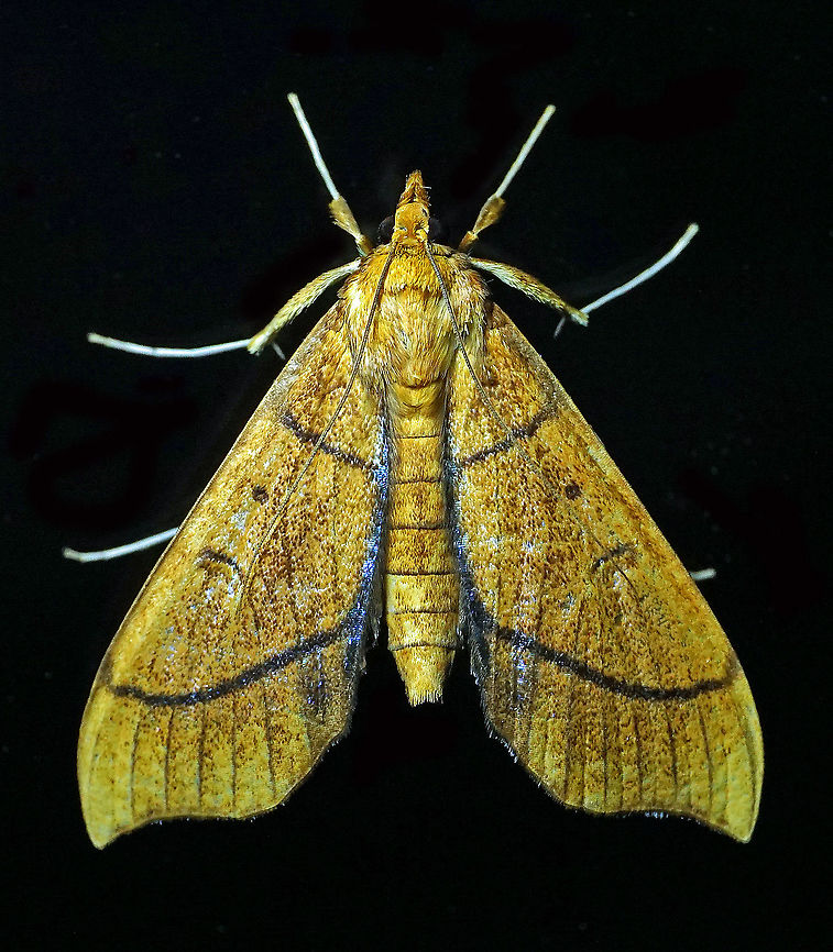 Anarmodia repandalis Dapa, Valle Del Cauca 2100m Anarmodia repandalis