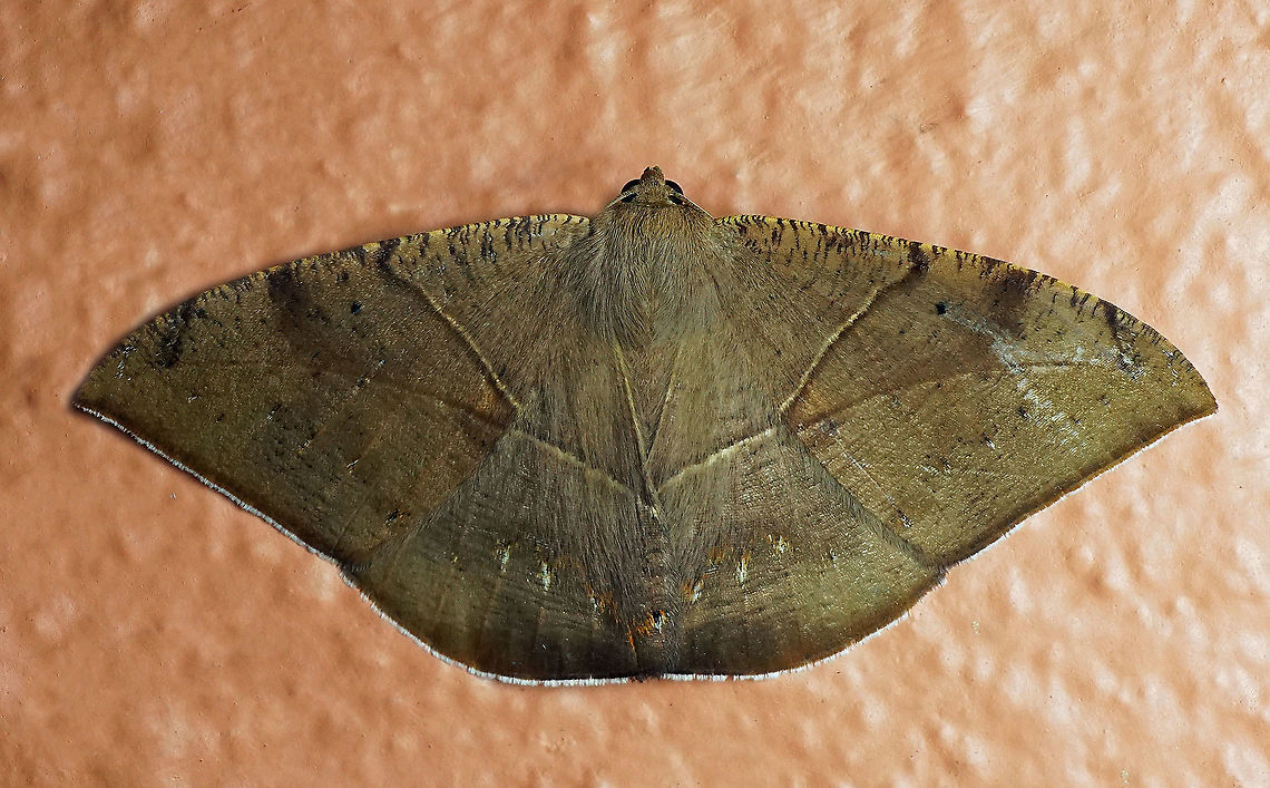 #35 Dapa, Valle Del Cauca 2100m