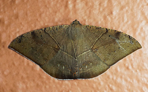 #35 Dapa, Valle Del Cauca 2100m