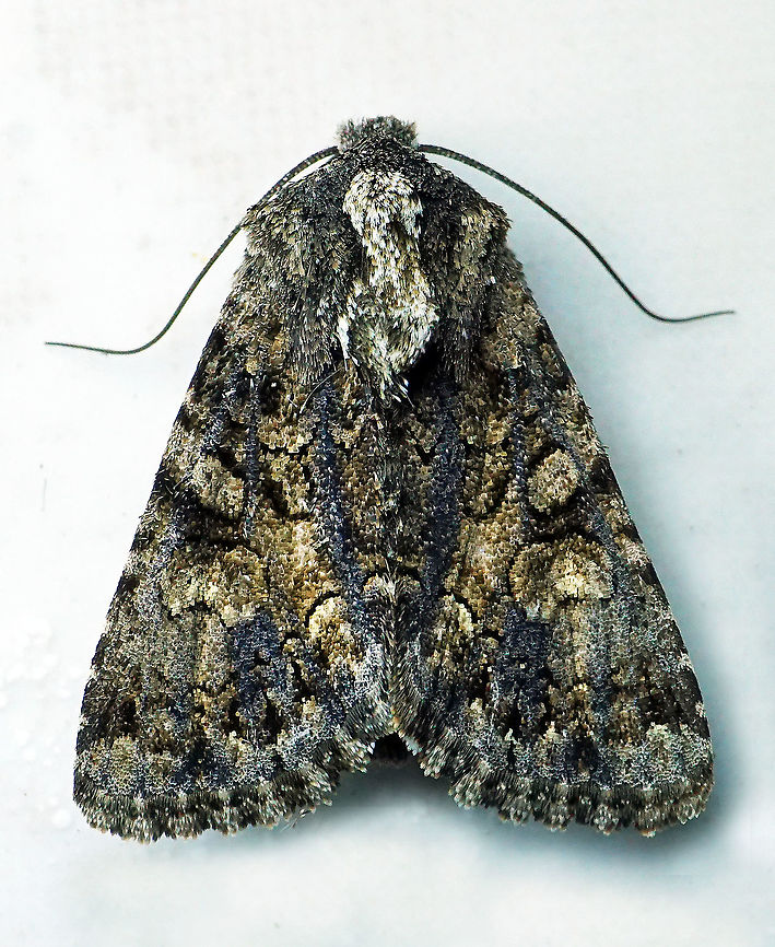 #36 Dapa, Valle Del cauca 2100m