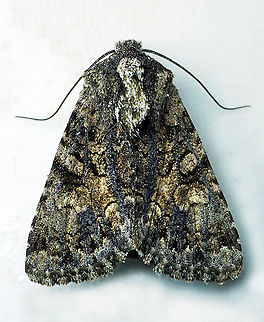 #36 Dapa, Valle Del cauca 2100m