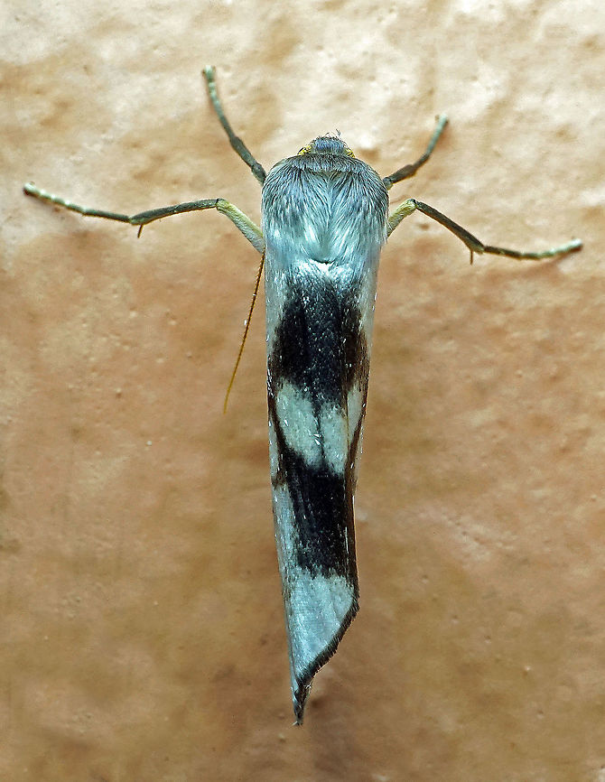 #37 Dapa, Valle Del Cauca 2100m