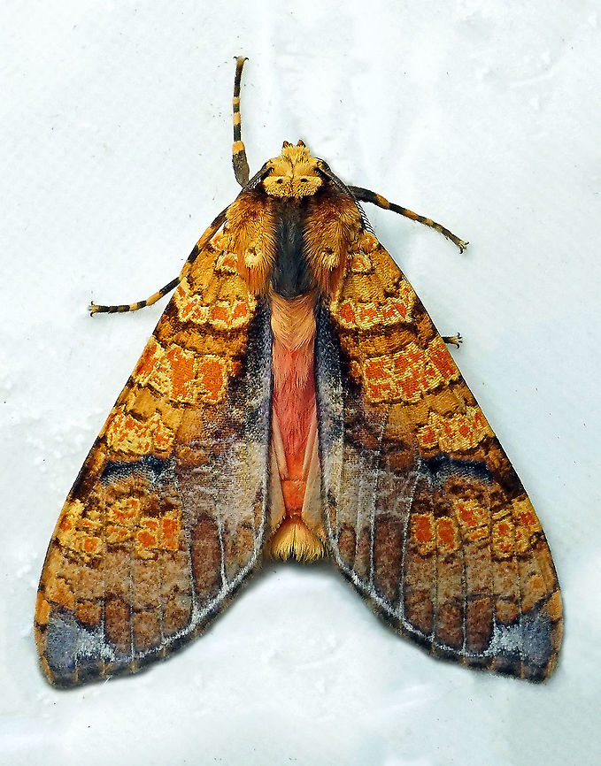 Graphea marmorea Dapa, Valle Del Cauca 2100m Graphea marmorea