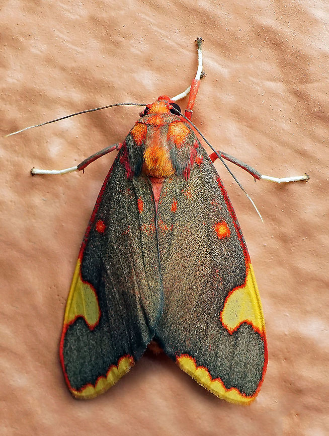 Melese amastris Dapa, Valle Del Cauca 2100m Melese amastris
