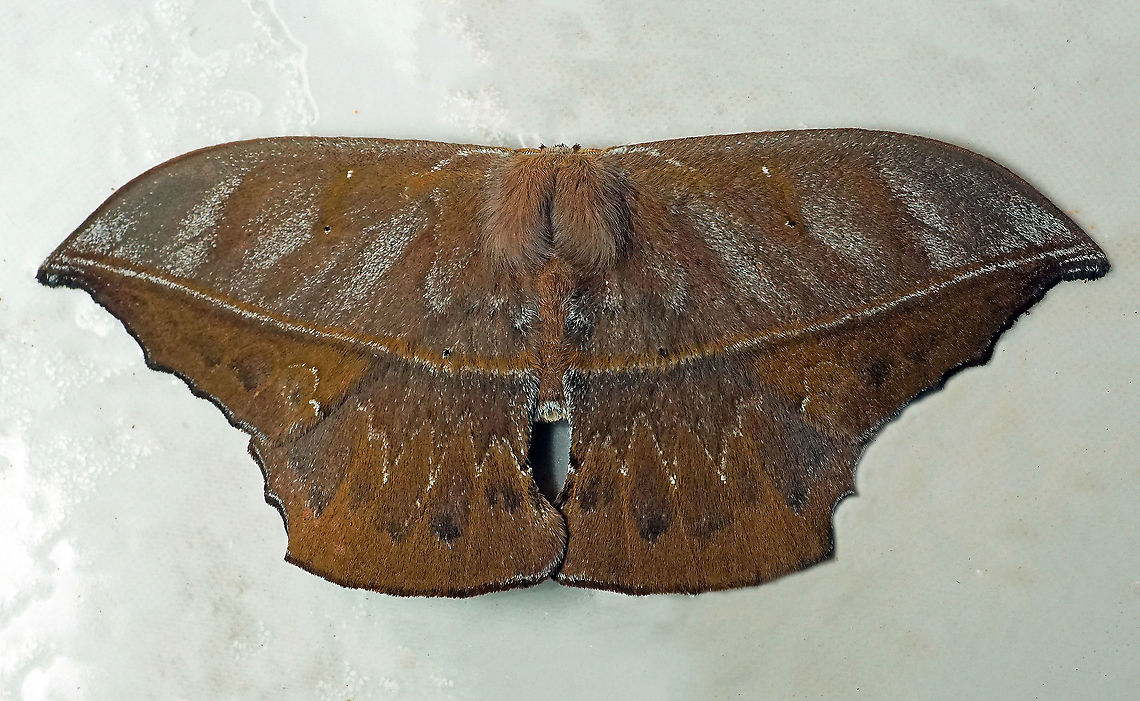 Oxytenis sp. Oxytenis sp, Valle Del Cauca 2100m