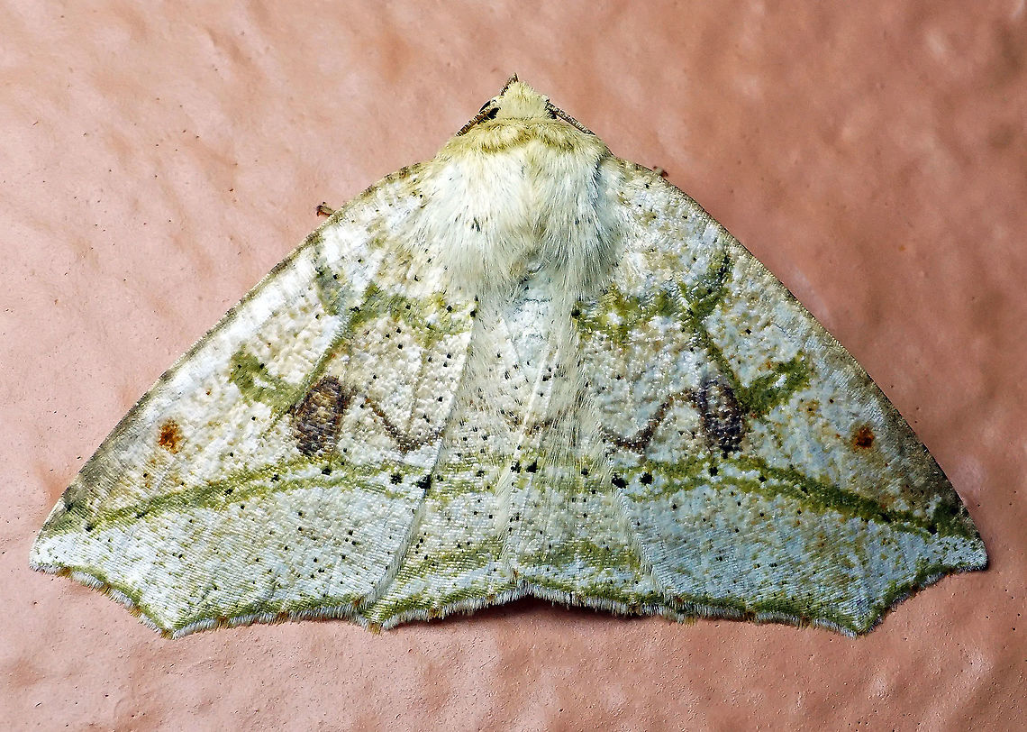 #41 Dapa, Valle Del Cauca 2100m