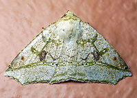 #41 Dapa, Valle Del Cauca 2100m