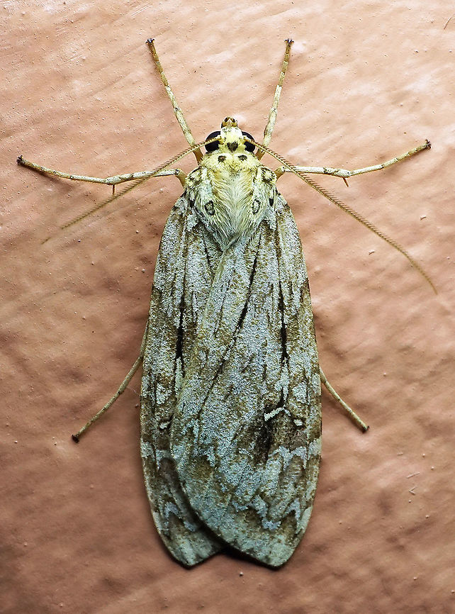 #42 Dapa, Valle Del Cauca 2100m