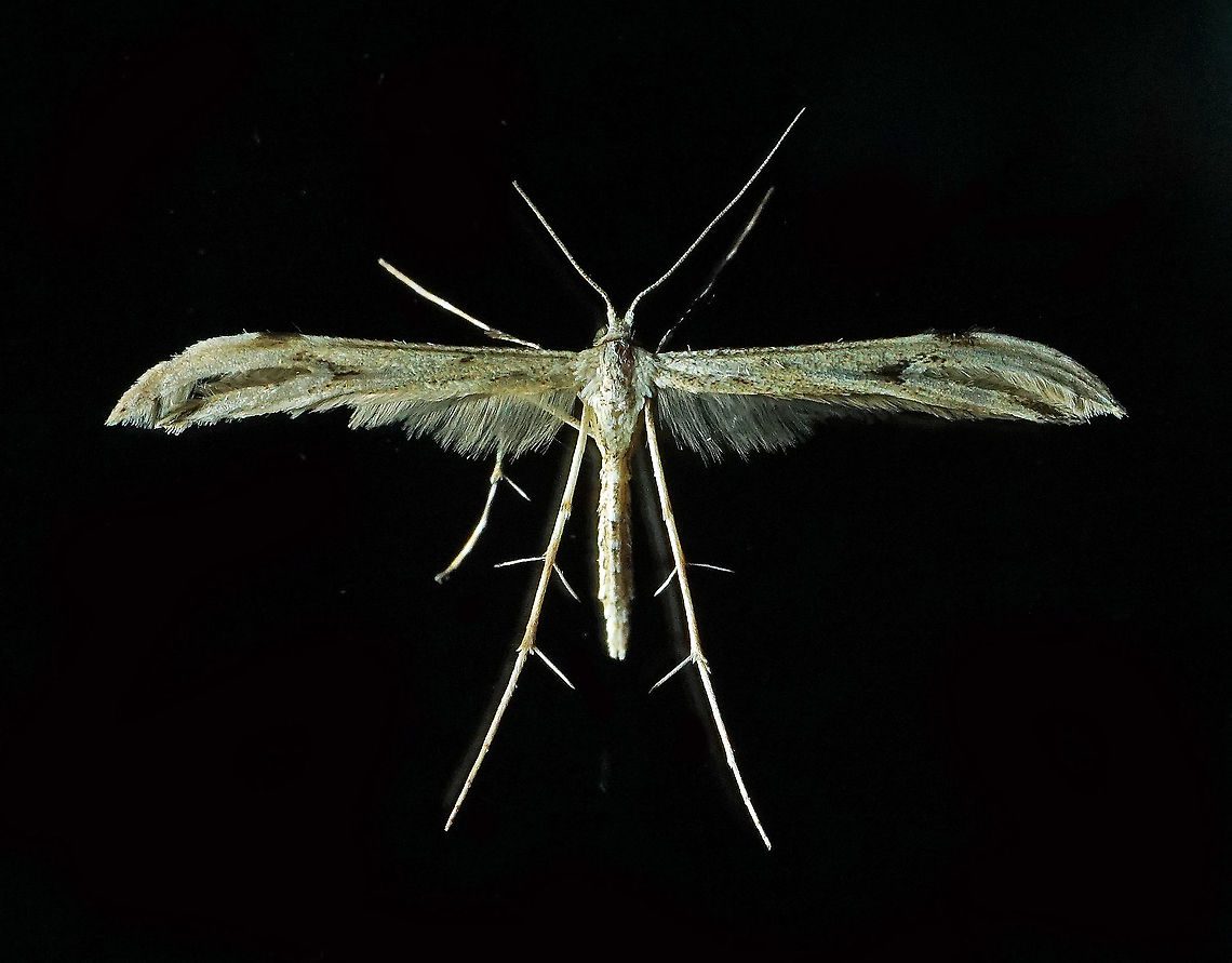Family: Pterophoridae Dapa, Valle Del Cauca 2100m