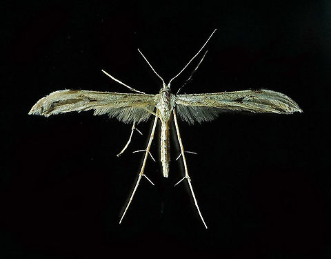 Family: Pterophoridae Dapa, Valle Del Cauca 2100m