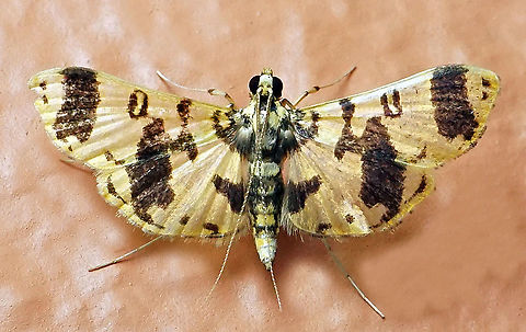 #44 Dapa, Valle Del Cauca 2100m