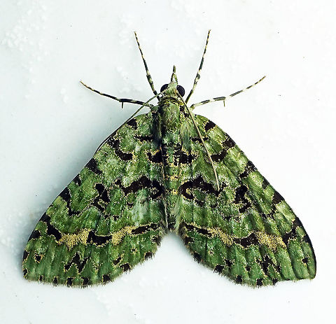Hydriomena sp Dapa, Valle Del Cauca 2100m
