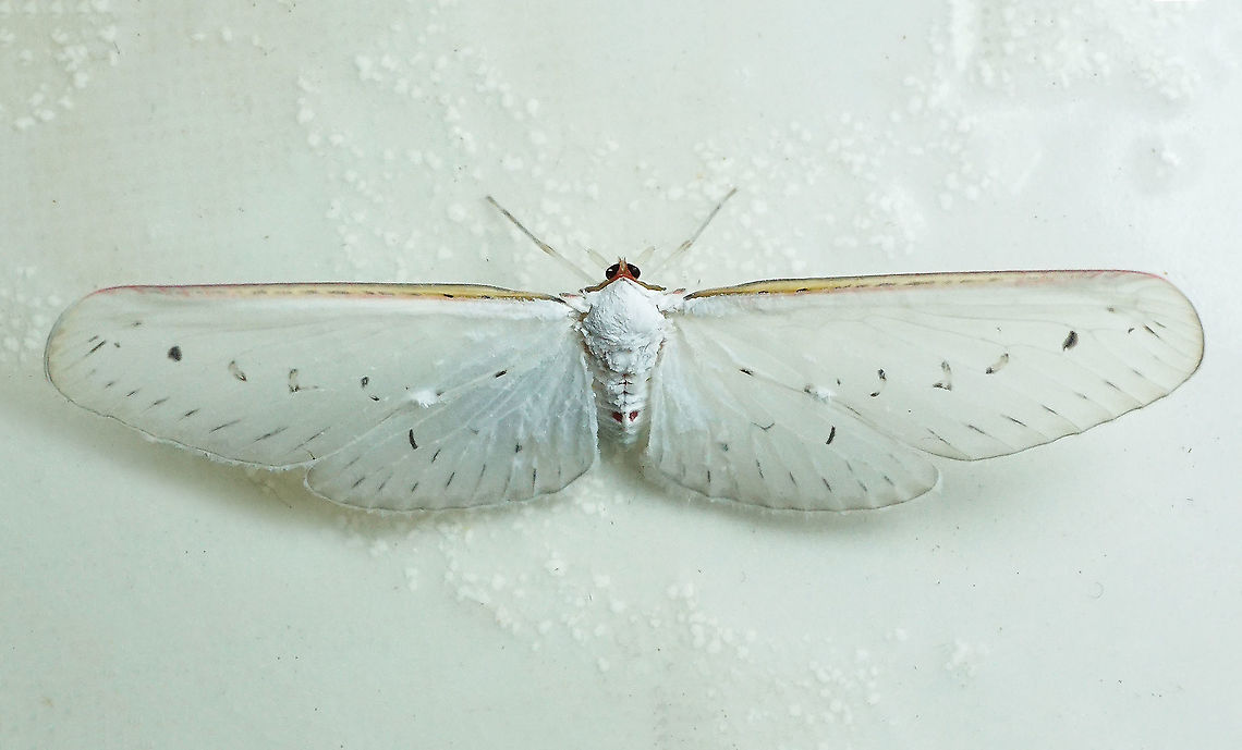 Derbidae